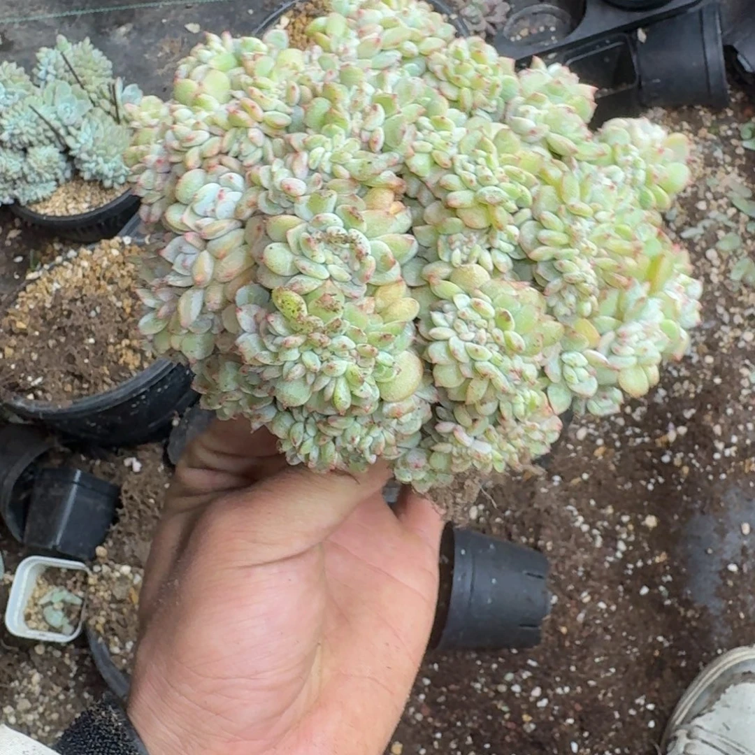 怒***豆星影缀化盘龙缀化