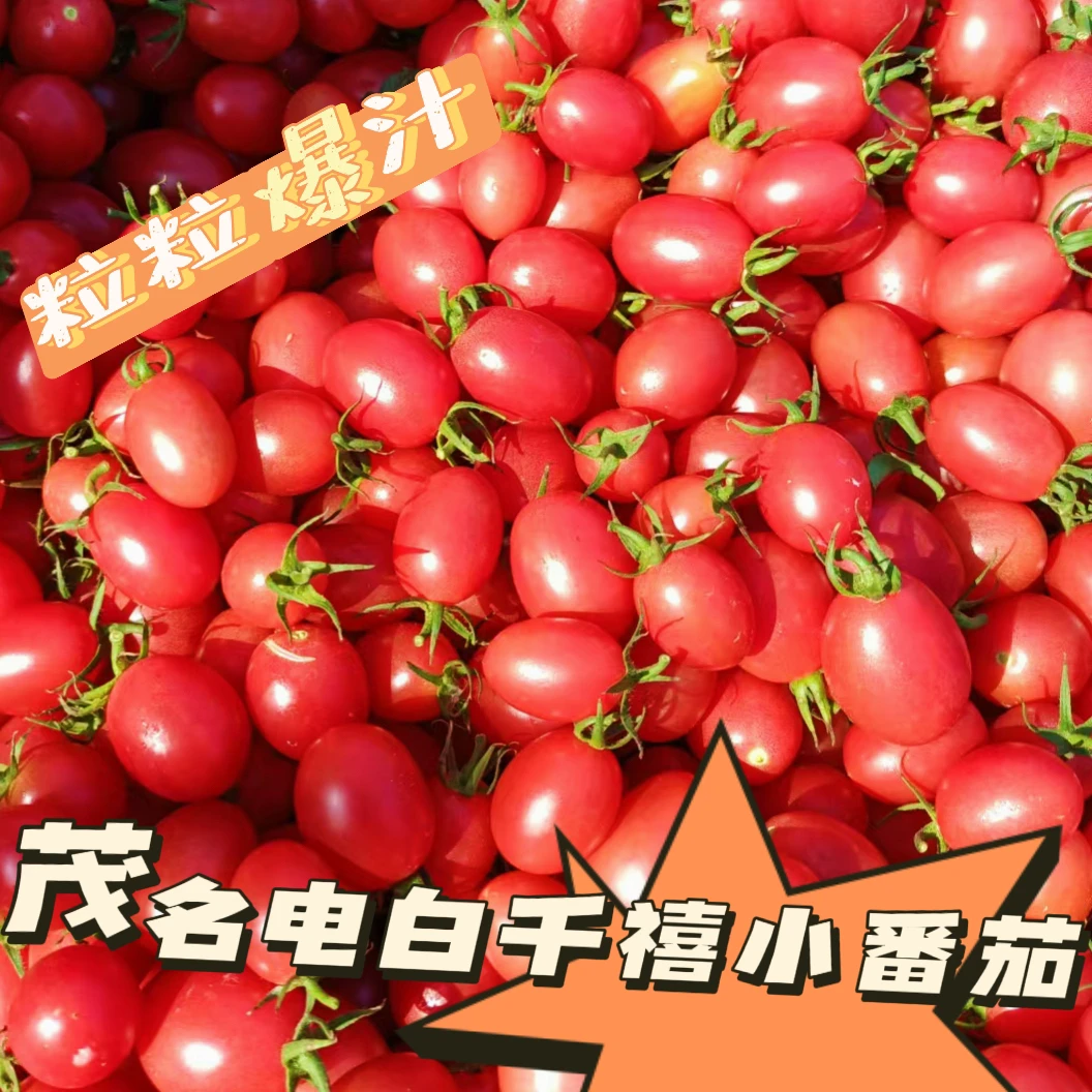 【电白千禧】新鲜现摘电白千禧皮薄暴汁圣女果酸甜孕妇千禧新鲜水果