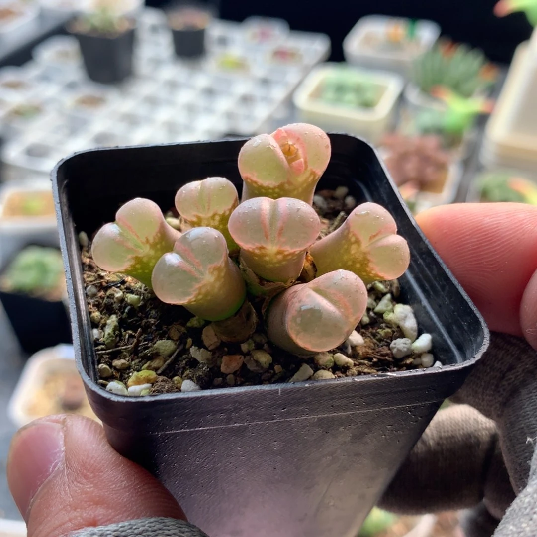 75号风铃母本一颗