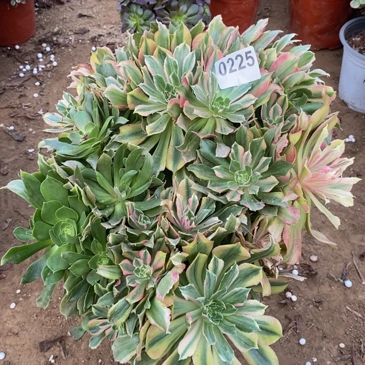 225光辉七彩大手捧