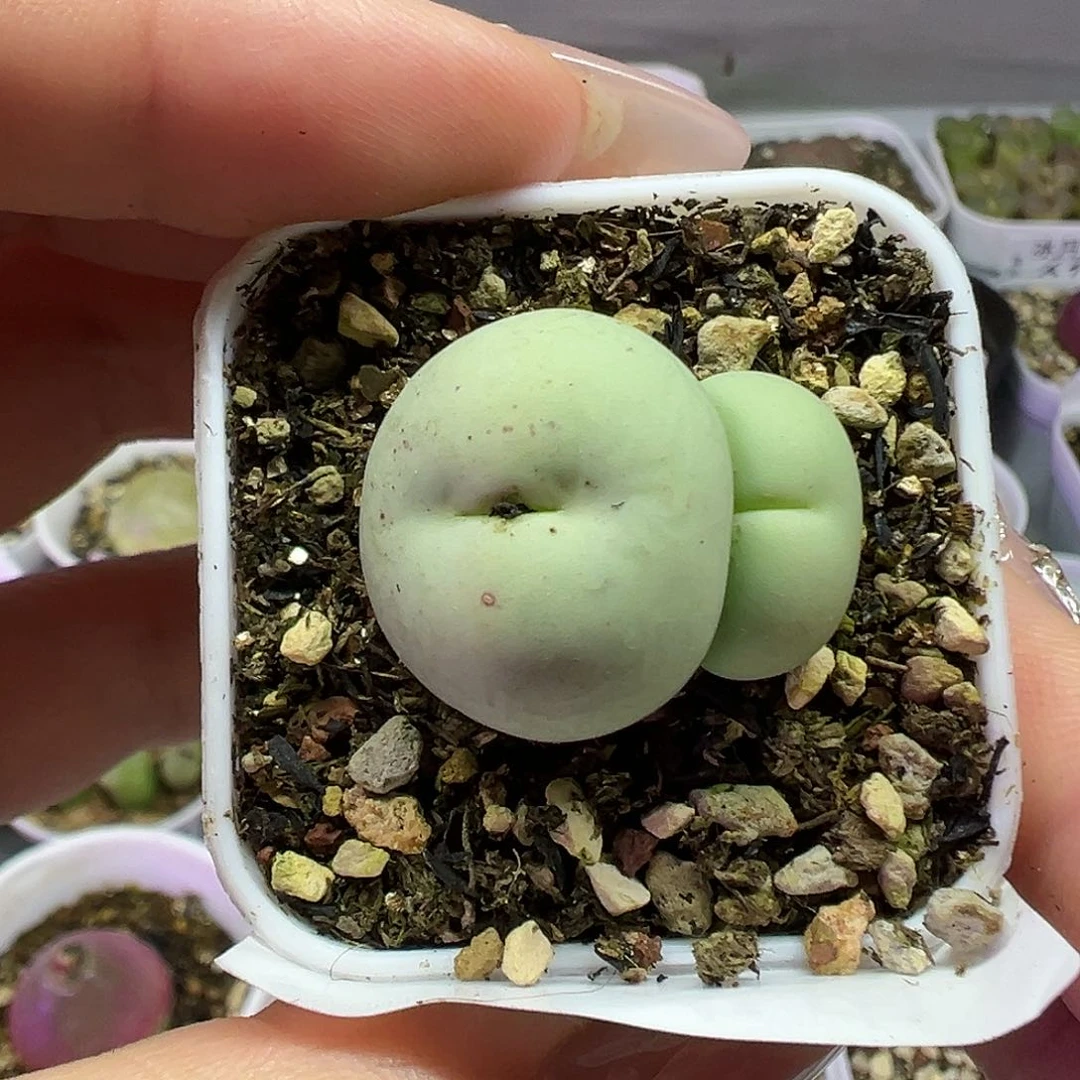 595鸽子蛋带盆土发货