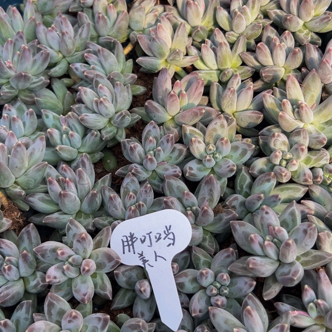 6颗大小不等大小不等