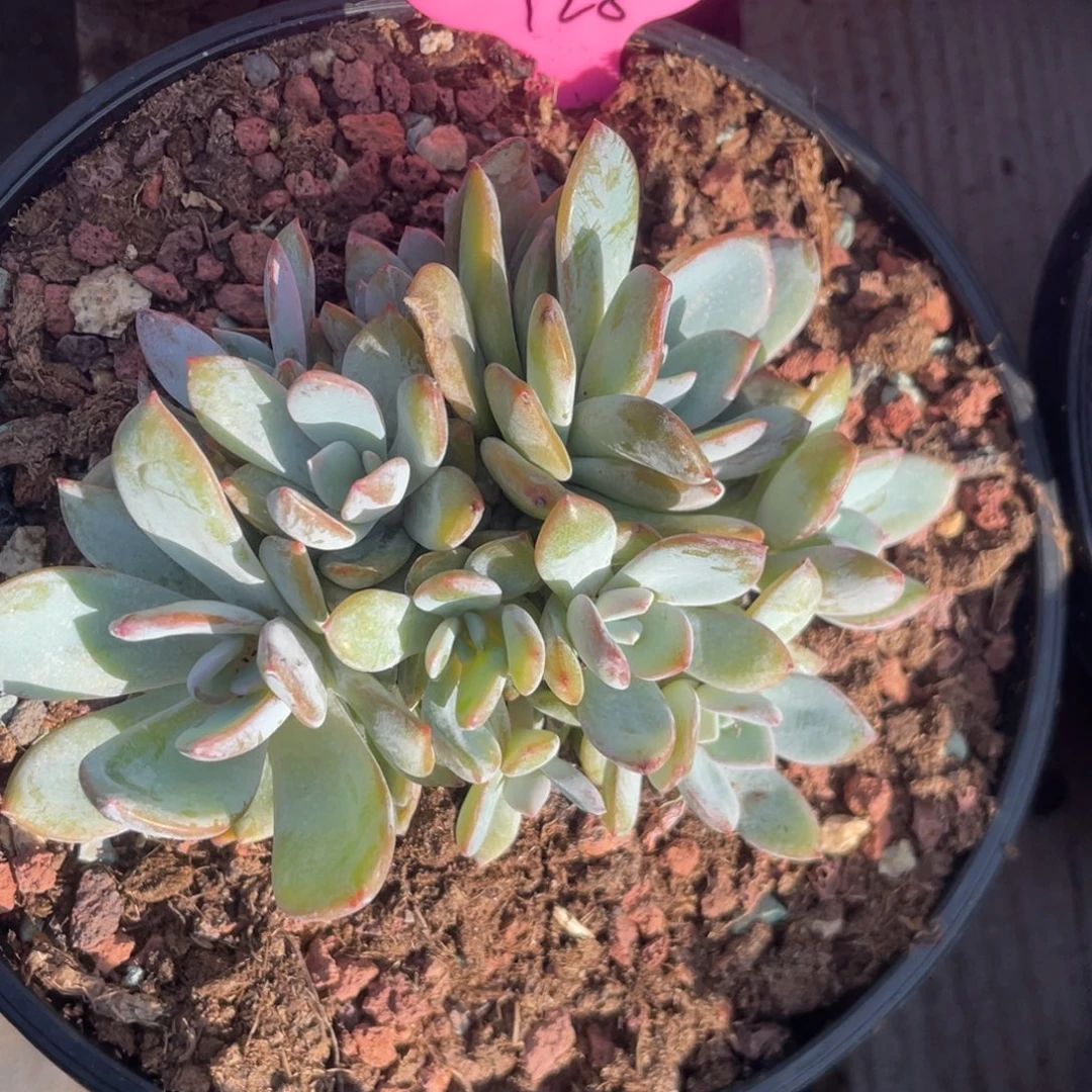小****韩版奶茶群生无砍无摘128