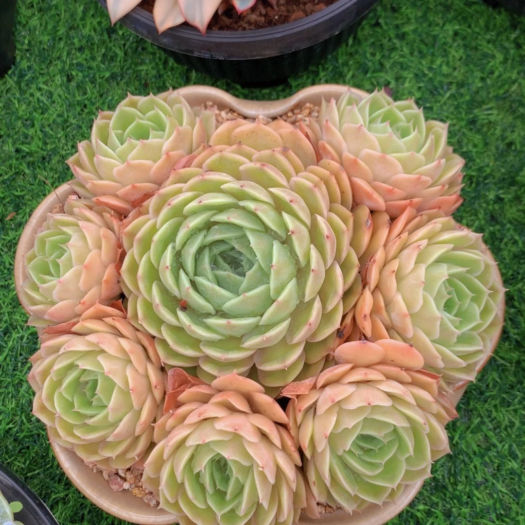 昂斯诺 一物一拍