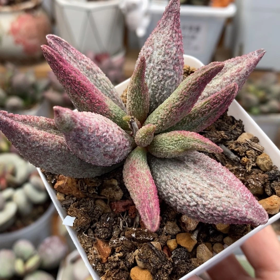 哈默纯红水泡多肉植物