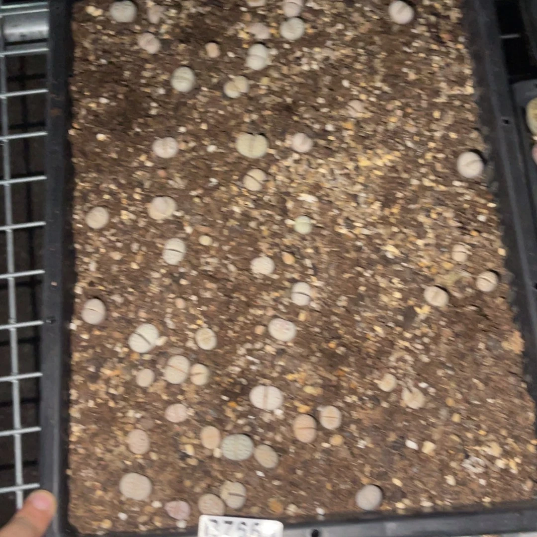 桐***侠7665福利筐1不售后