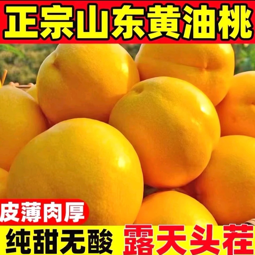 【无毛】山东沂蒙山蒙阴黄金油桃蜜桃现摘现发