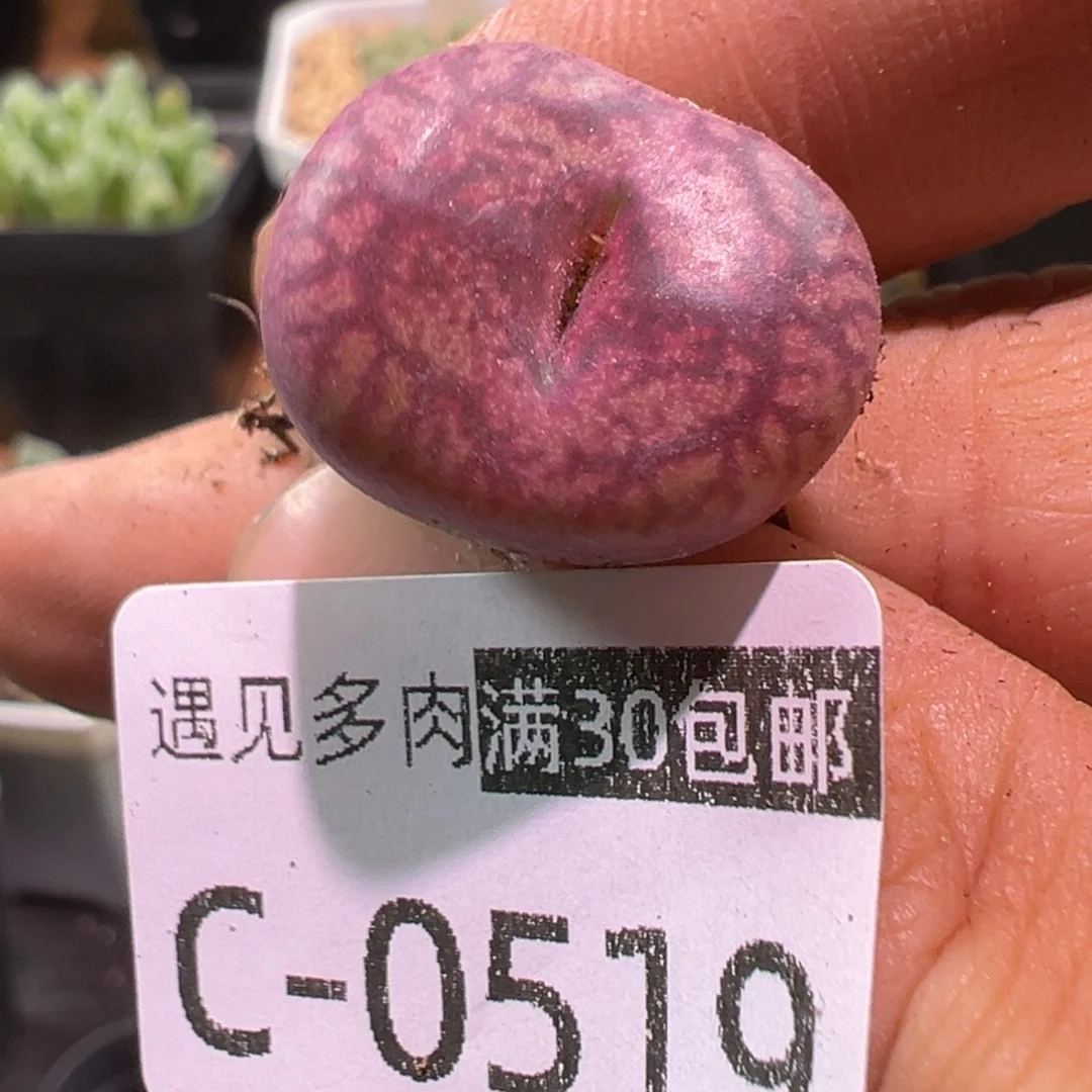 多肉植物1111111111111