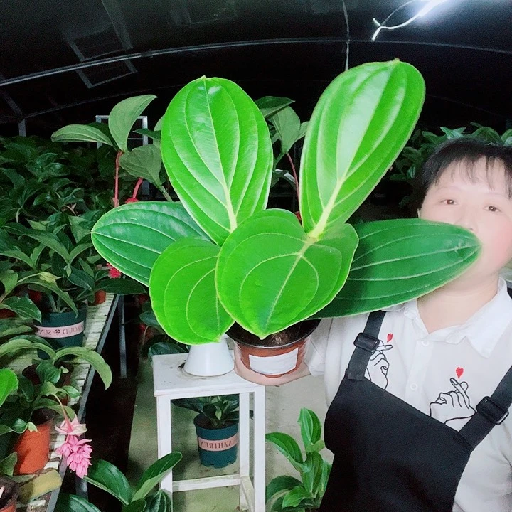 蓝*宝莲灯开会开花