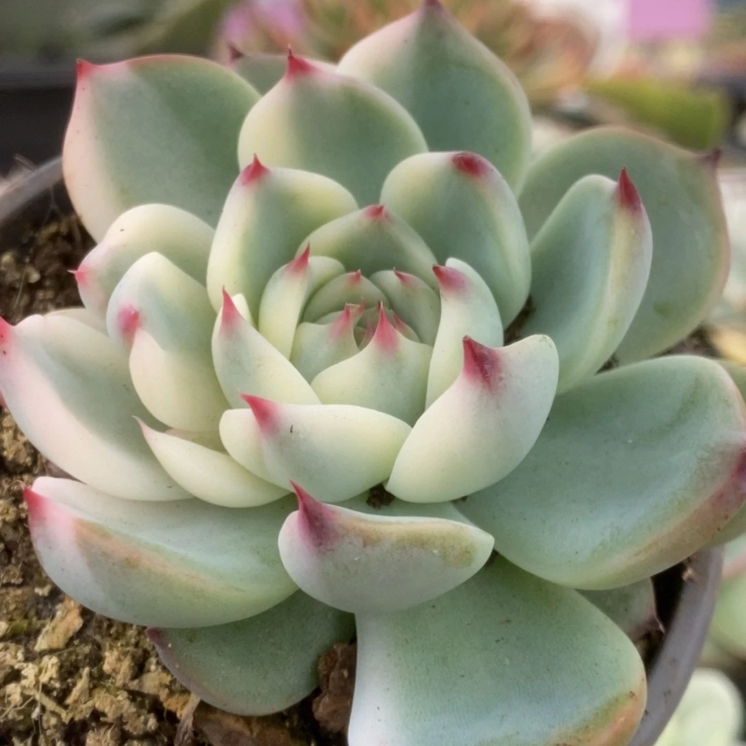 259锦锦锦锦锦锦锦