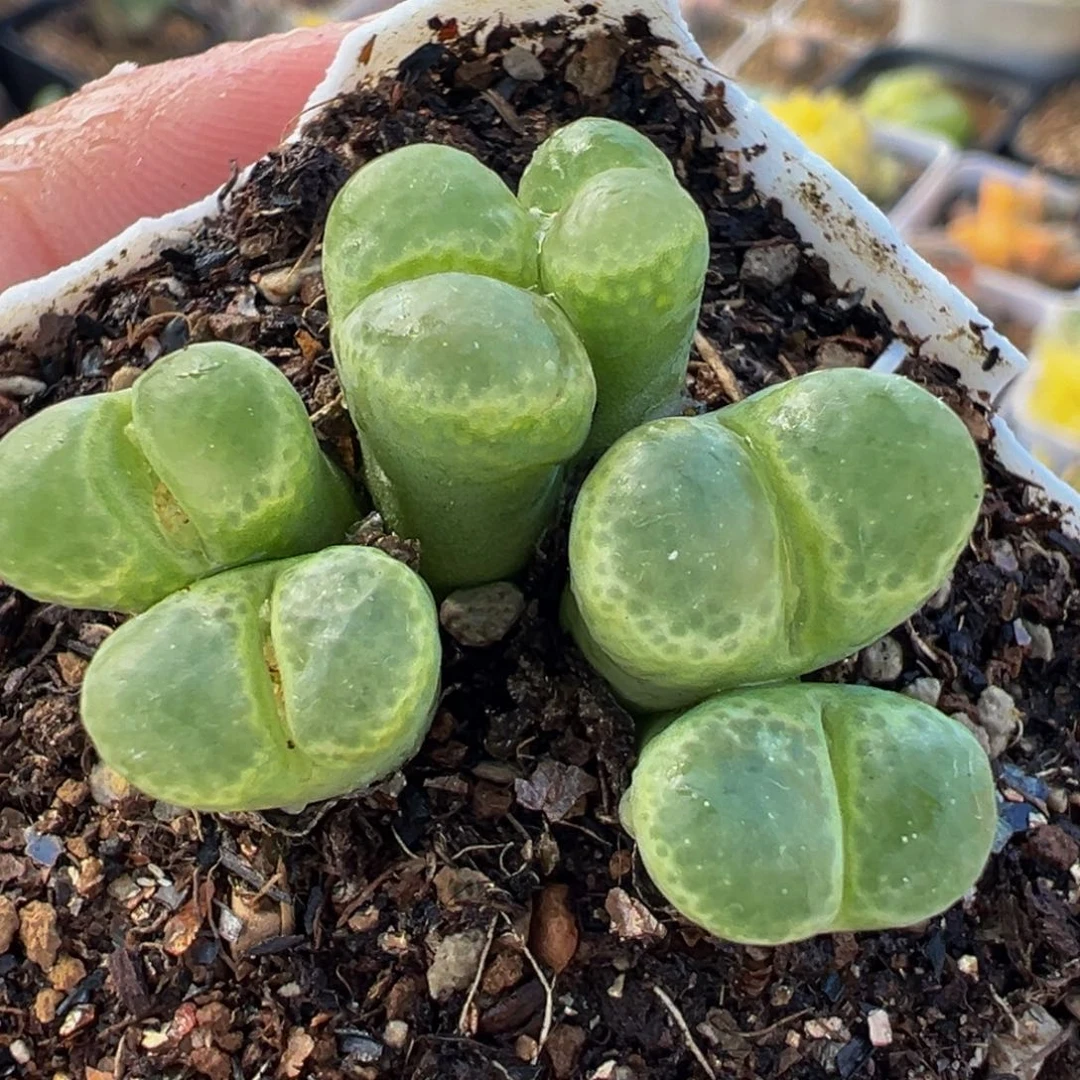 163多肉植物盆栽植物