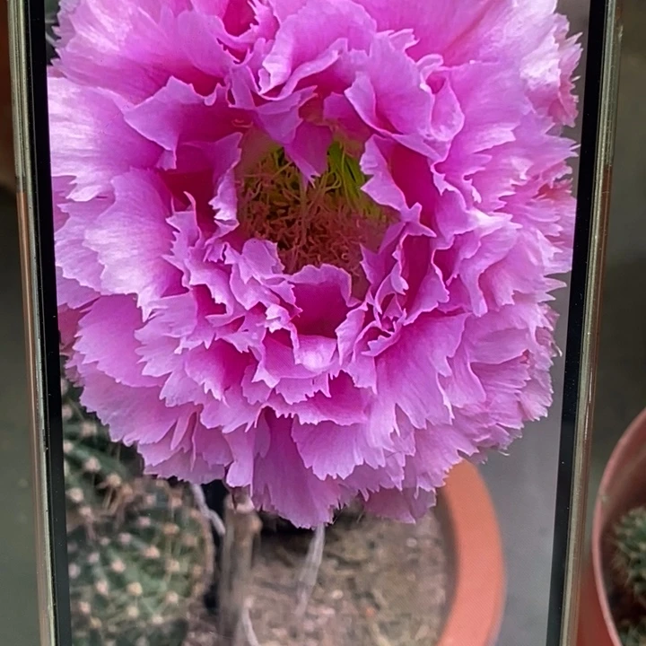 彩草羽毛3号侧芽5公分左右