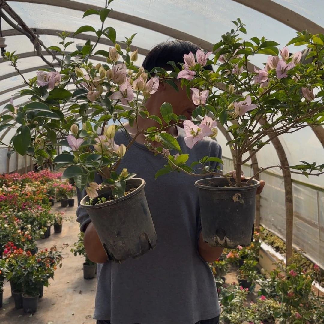 全部花苞（丽娜）三角梅会落花落叶会光杆苗有大有小