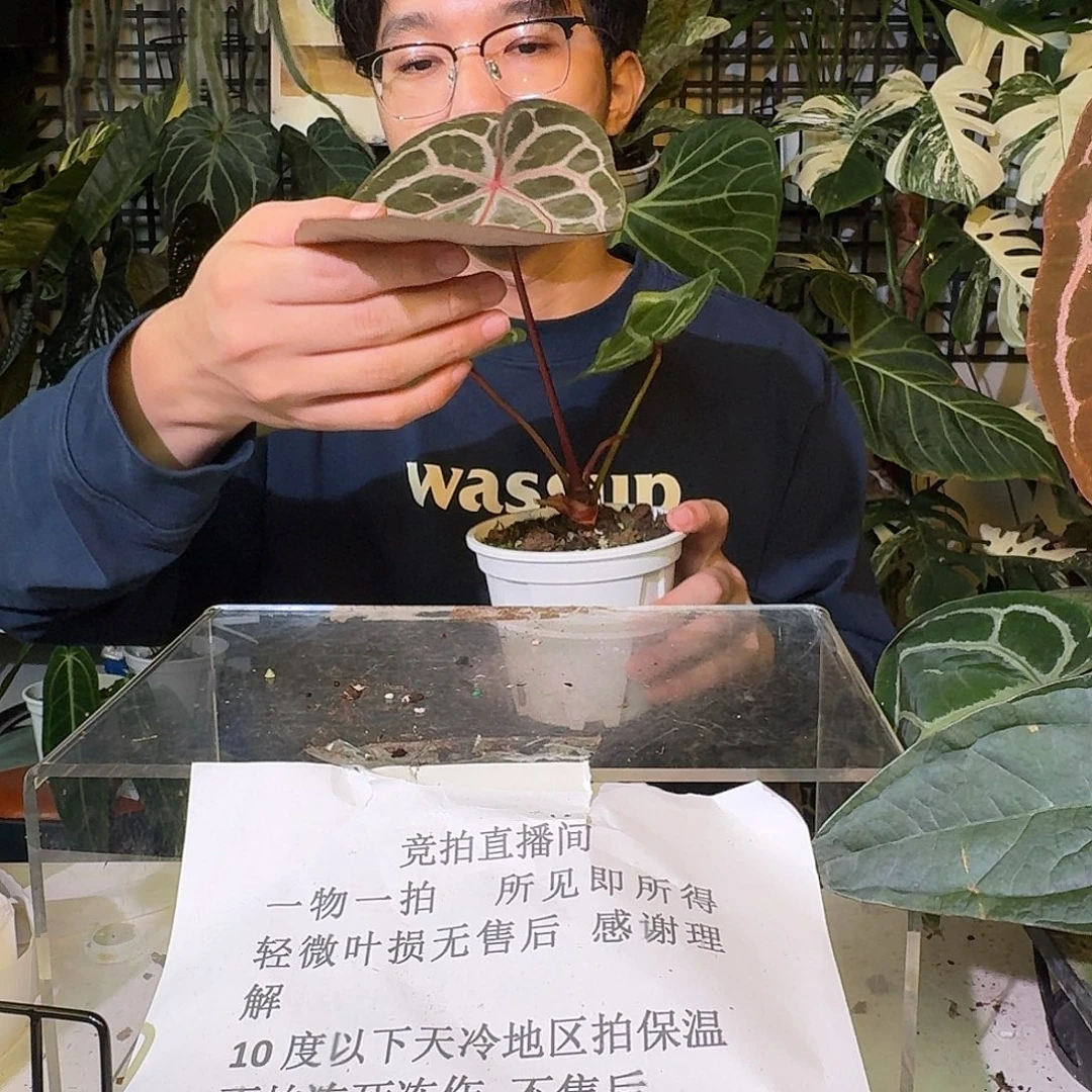 不开花植物C123红水晶f3