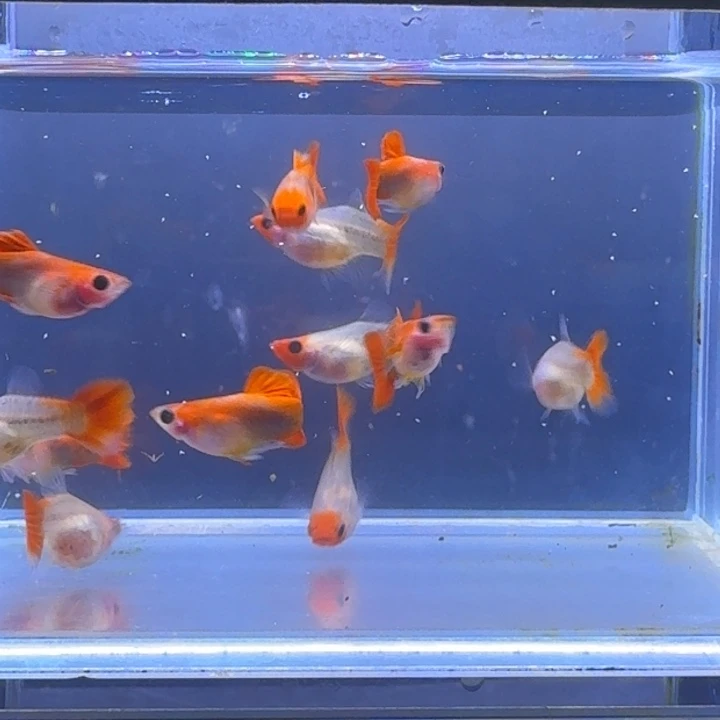 玥***～海水鱼深海蓝玻璃猫短身六对