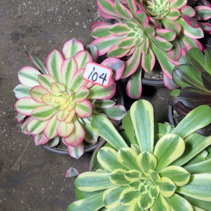 多肉植物104不售后