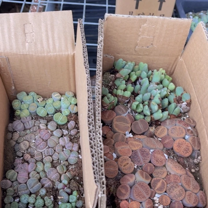 一箱两层888888888000