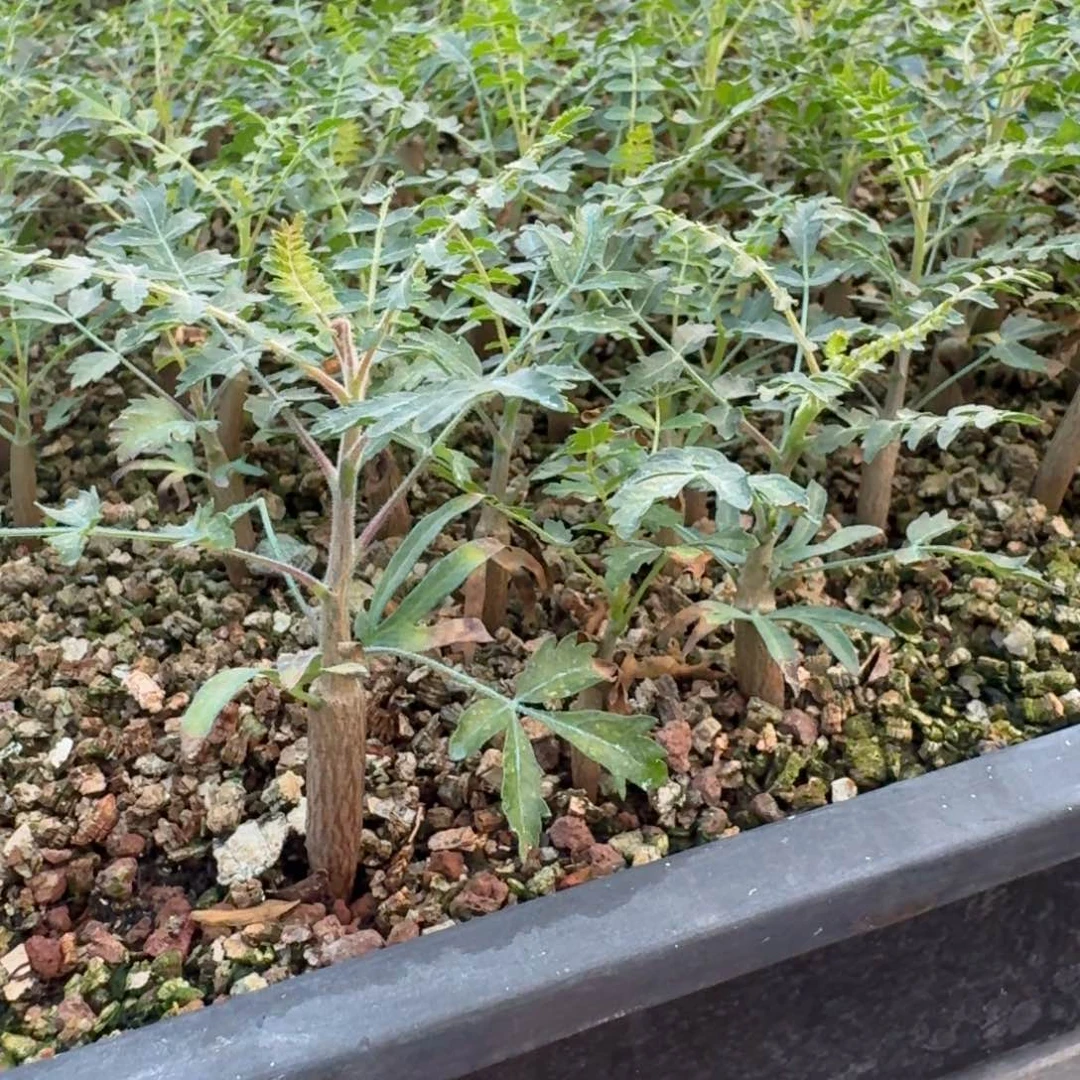 尼嘞达乳香量拍多肉植物