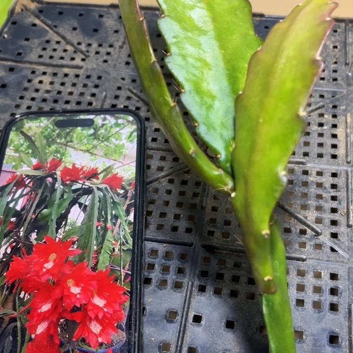 当前无花栽培后可以开花617