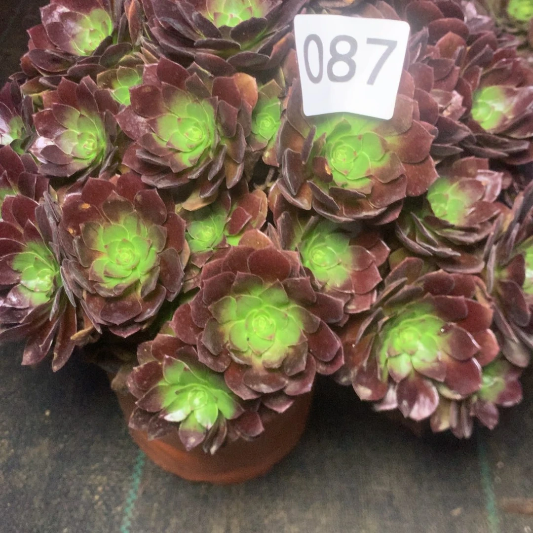 087赤焰连多少多肉植物