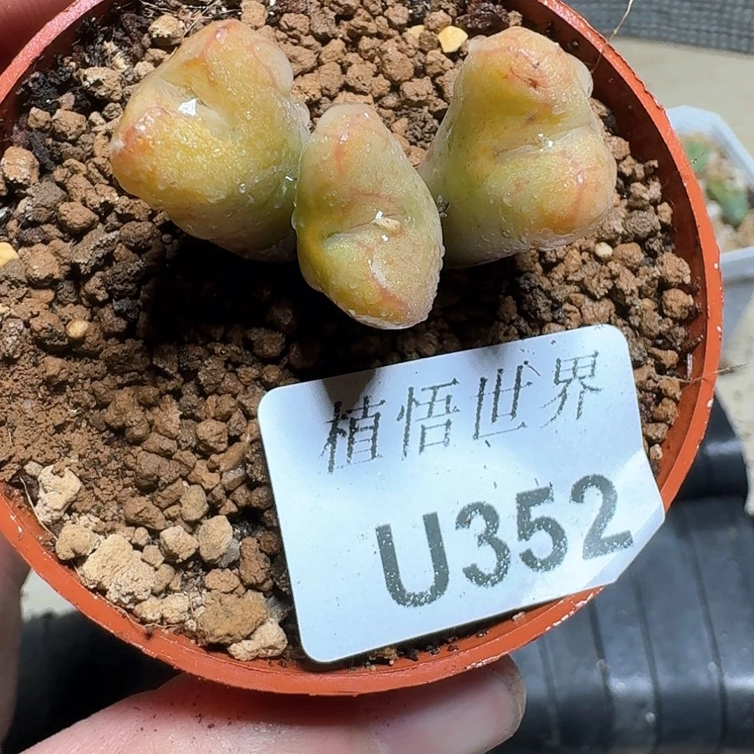 352盒多肉植物f g