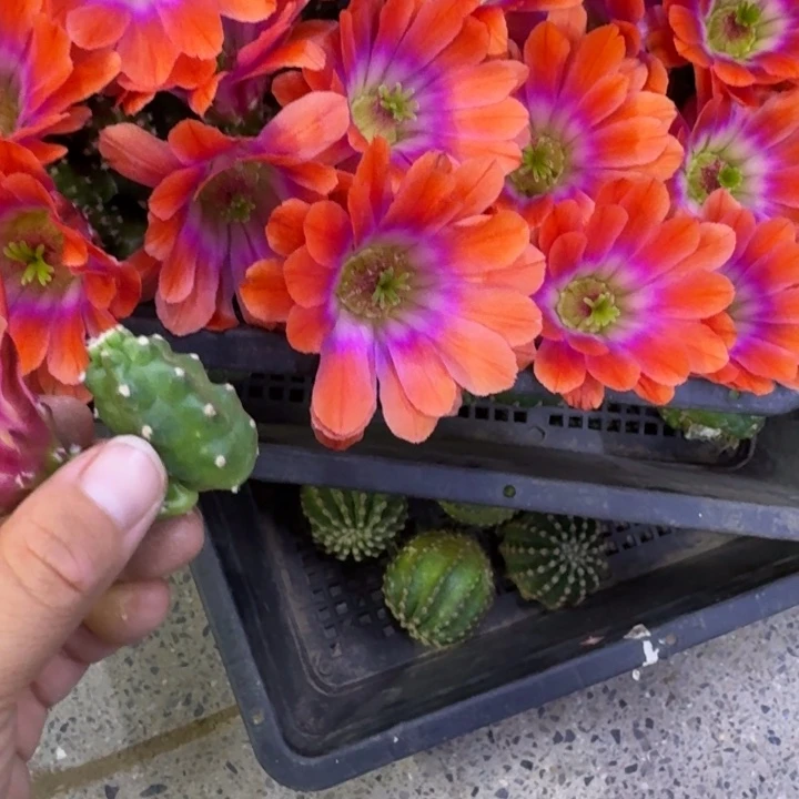 308橘水仙无根侧牙小一个，20包邮