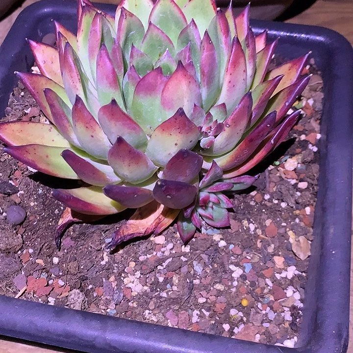 美肉特价活动开始啦