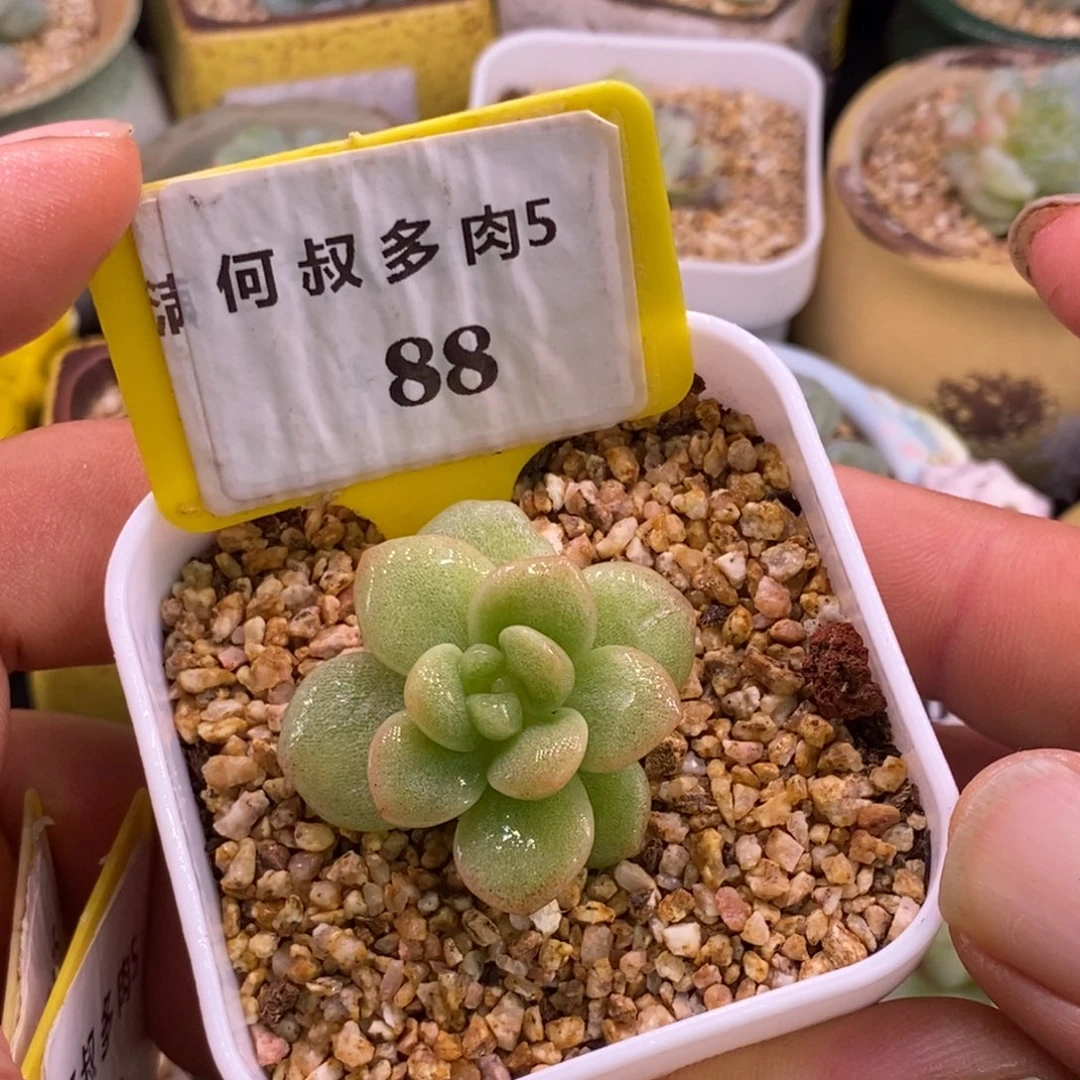 588开播福利，冰玉锦多肉