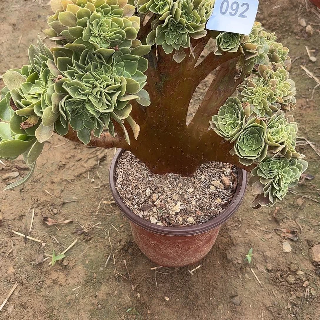 玫瑰一体断枝不包92