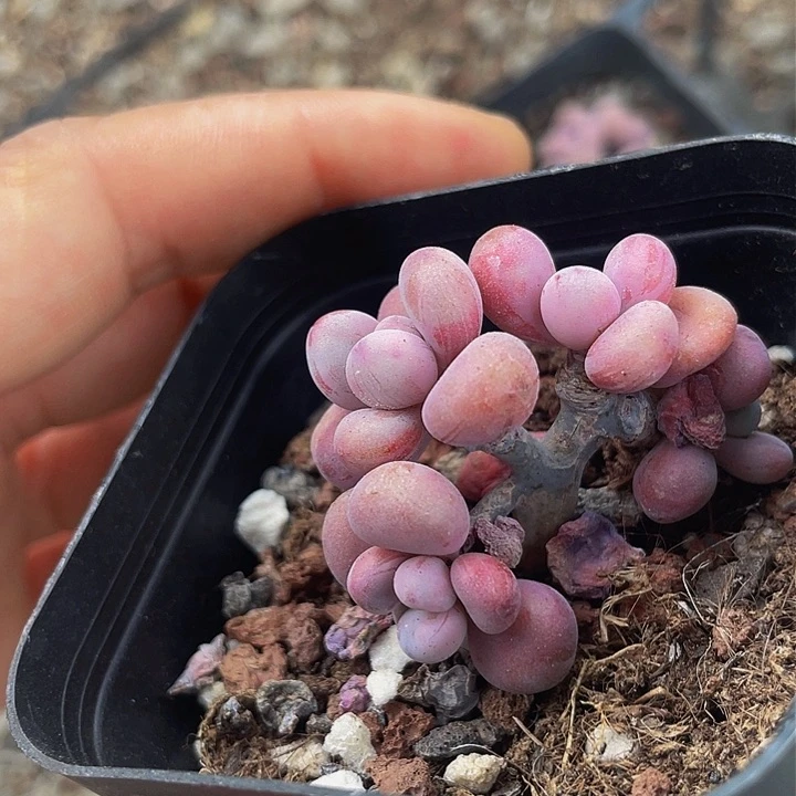 一物一拍满18包邮