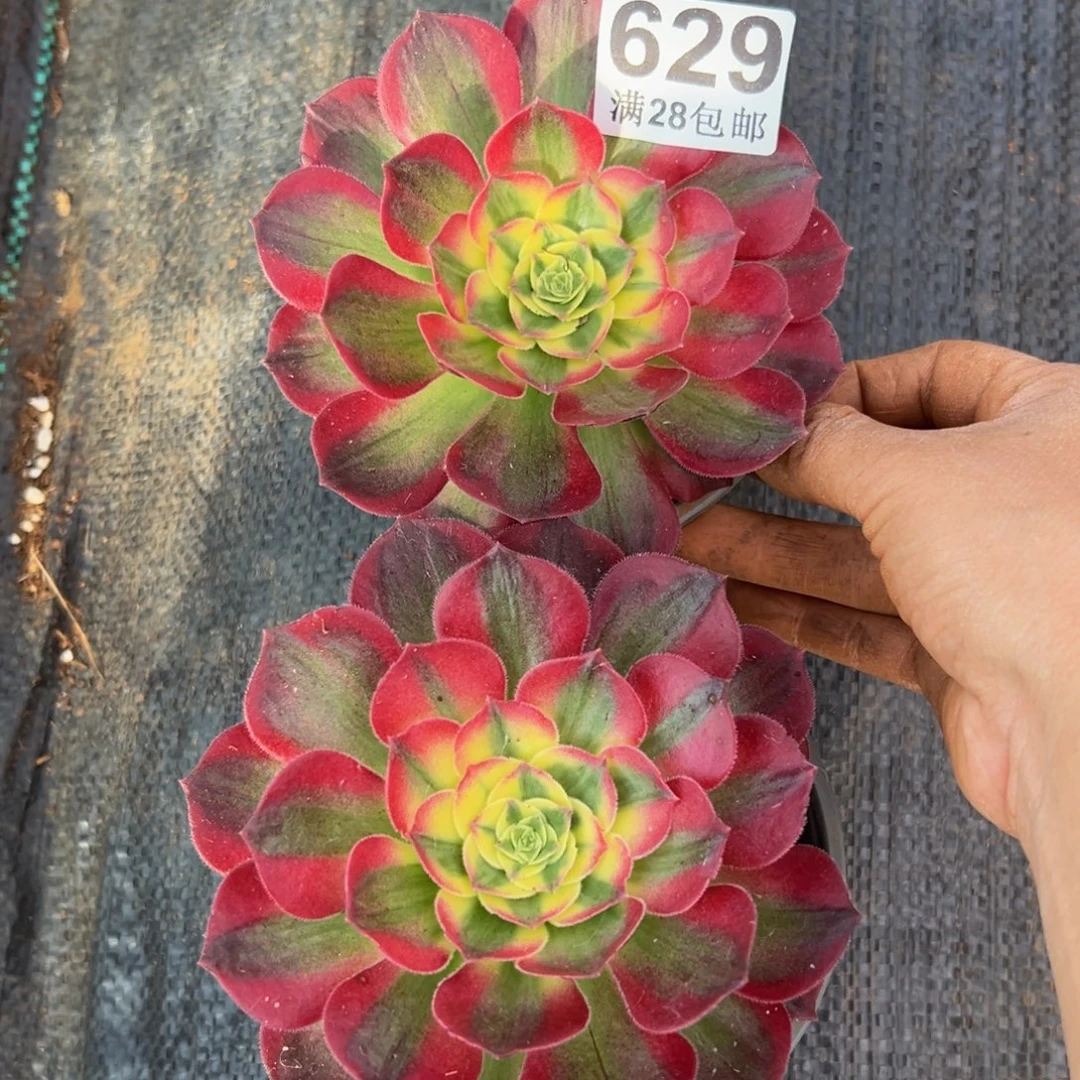 多肉植物629脱土的