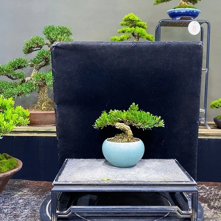 无花朵M黄杨盆景四季常青