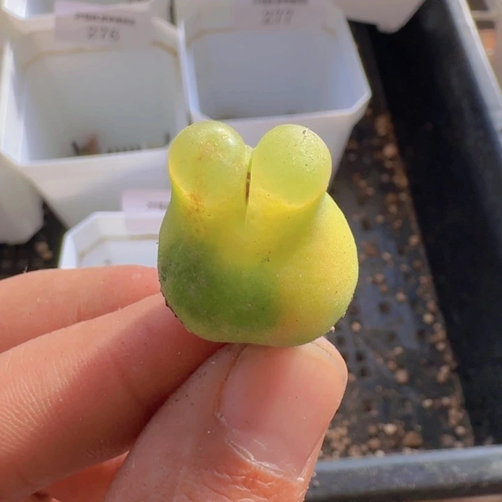 278 大葫芦杂。