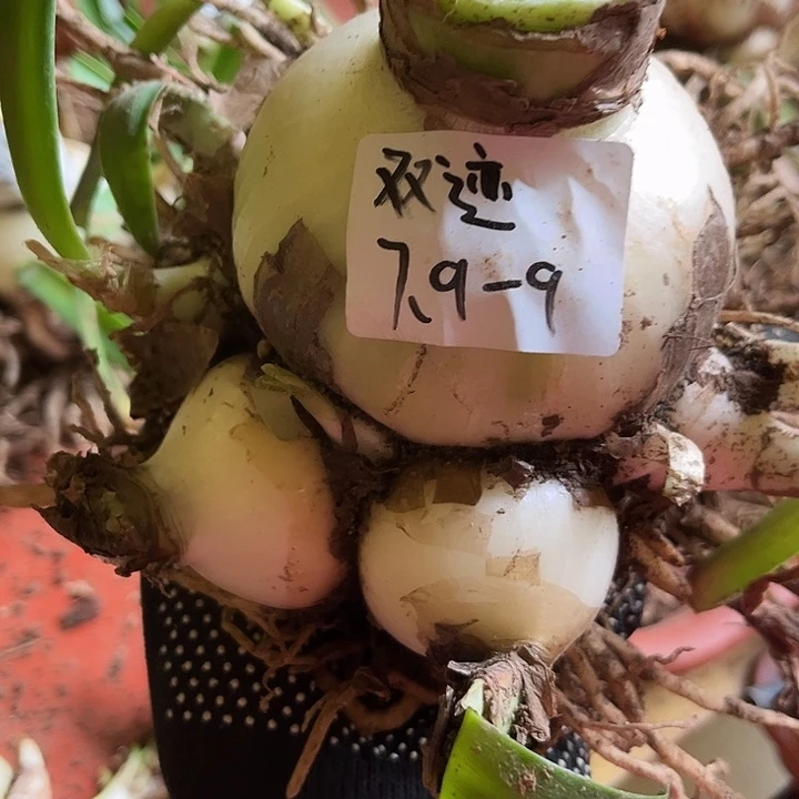 双迹7.9厘米9侧坨坨