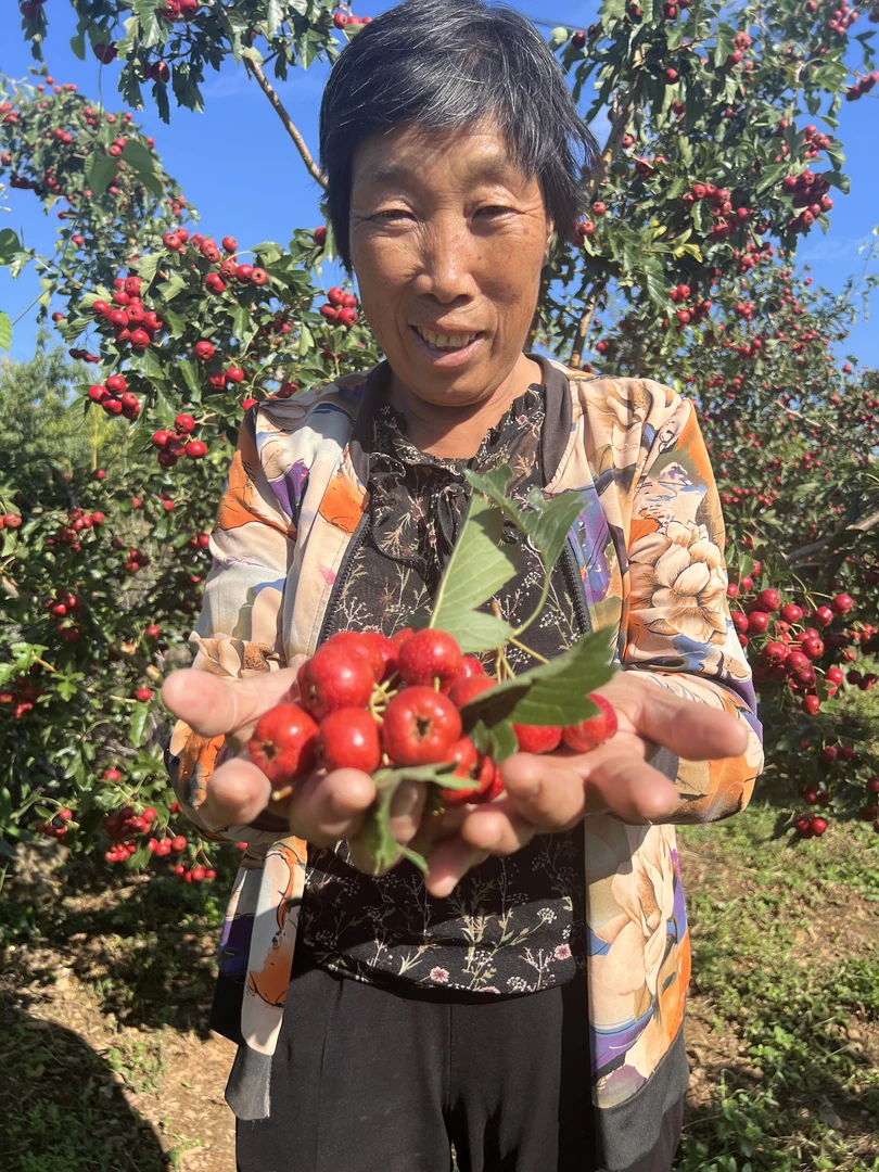 沂蒙山小芳家新鲜甜红子山楂酸甜可口糖雪球糖葫芦山楂罐头