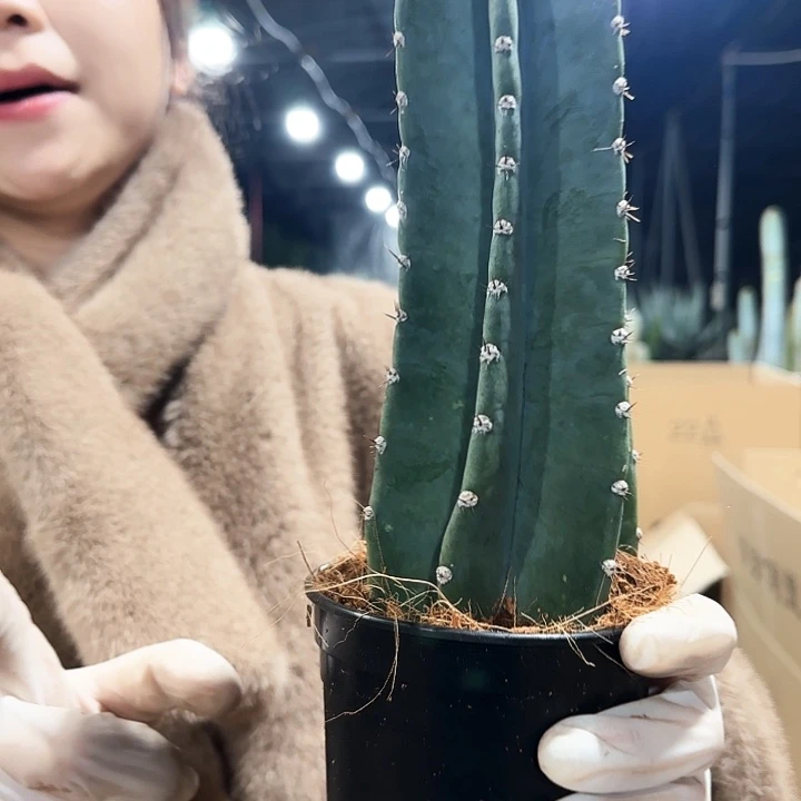 量天尺带盆土111111