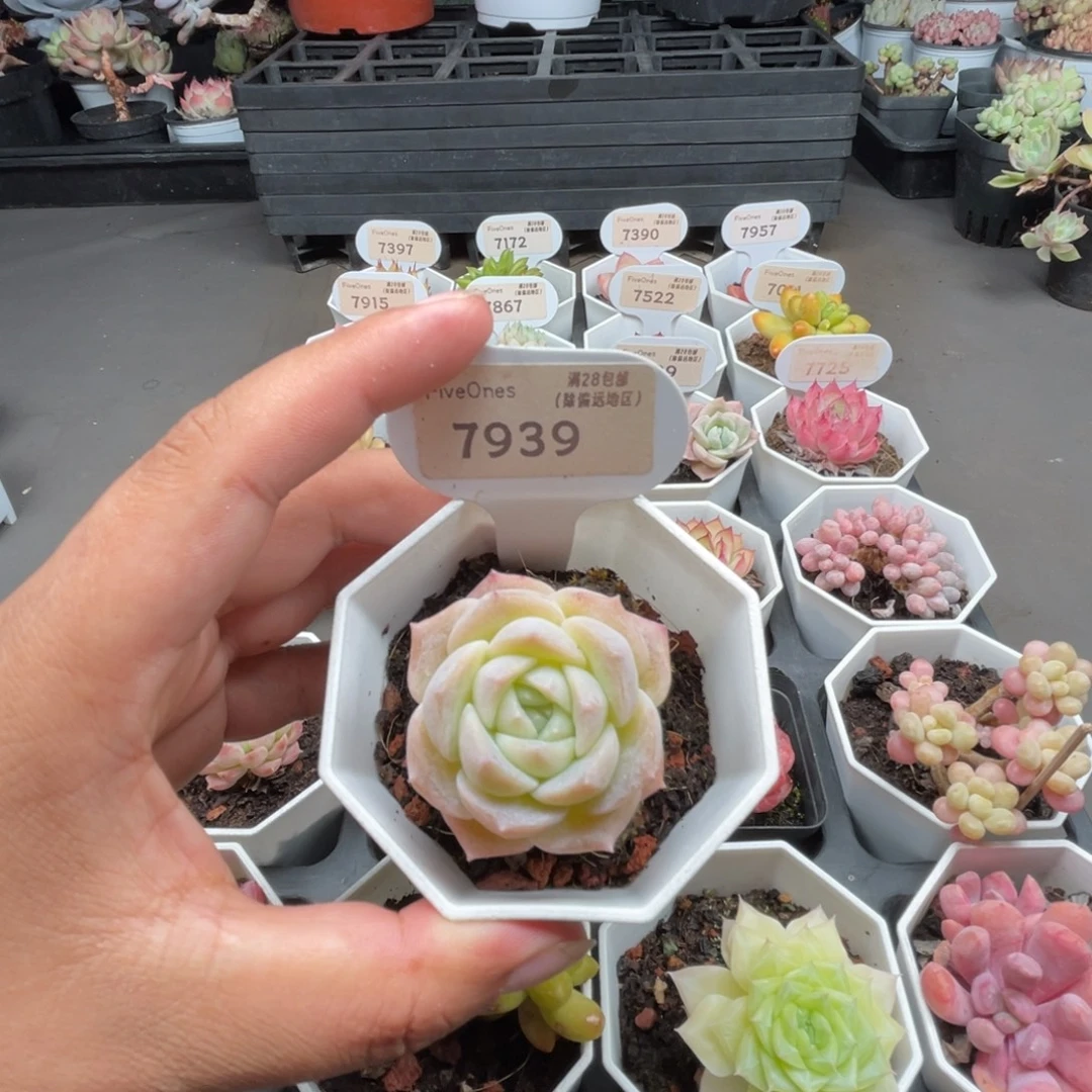 7929冰贵妃4.0厘米