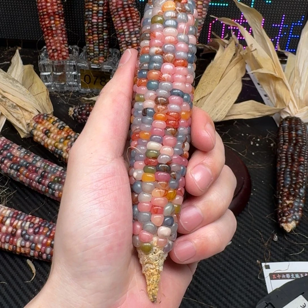 柏香籽/百香籽吊坠金*贝