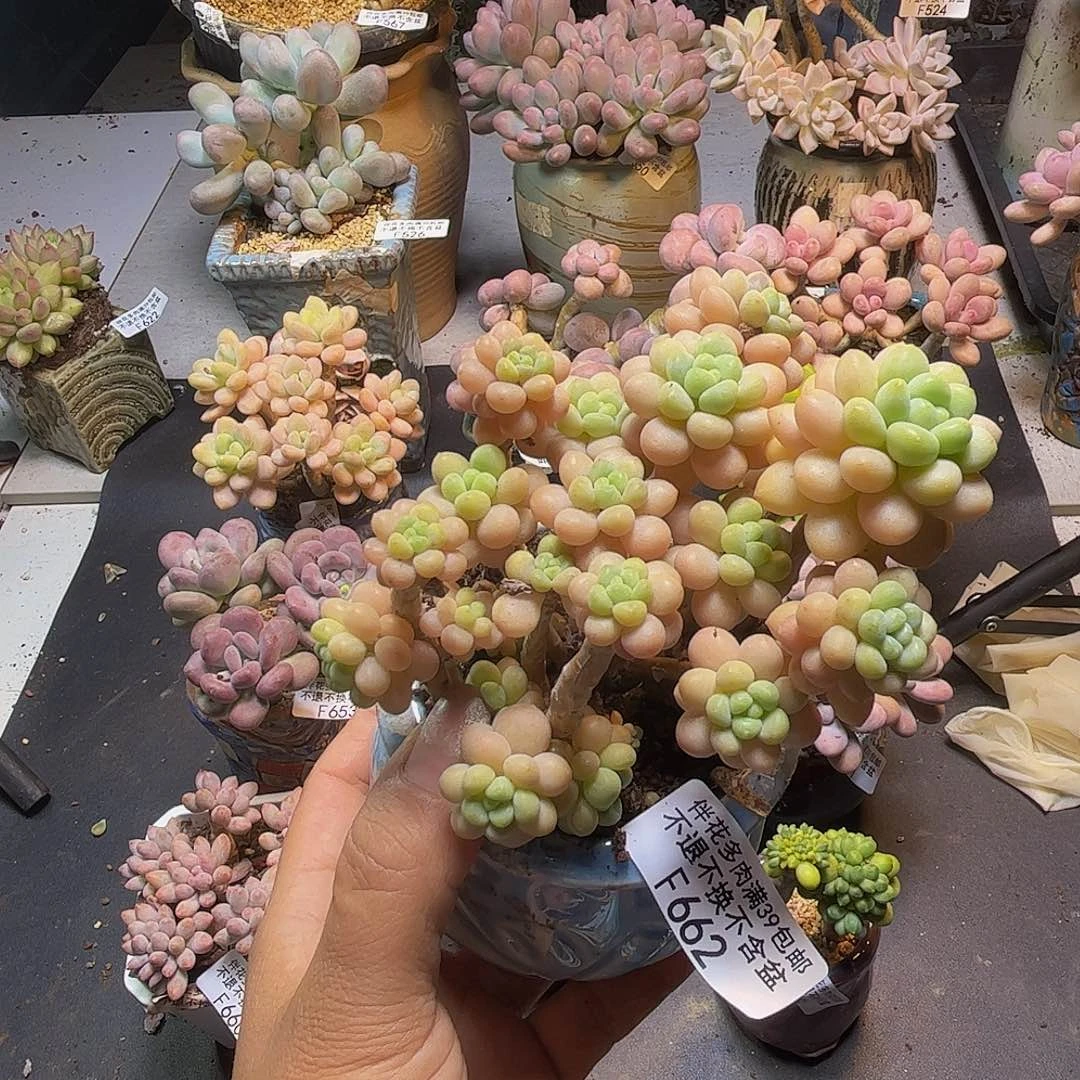 花朵鱼子酱662/9cm