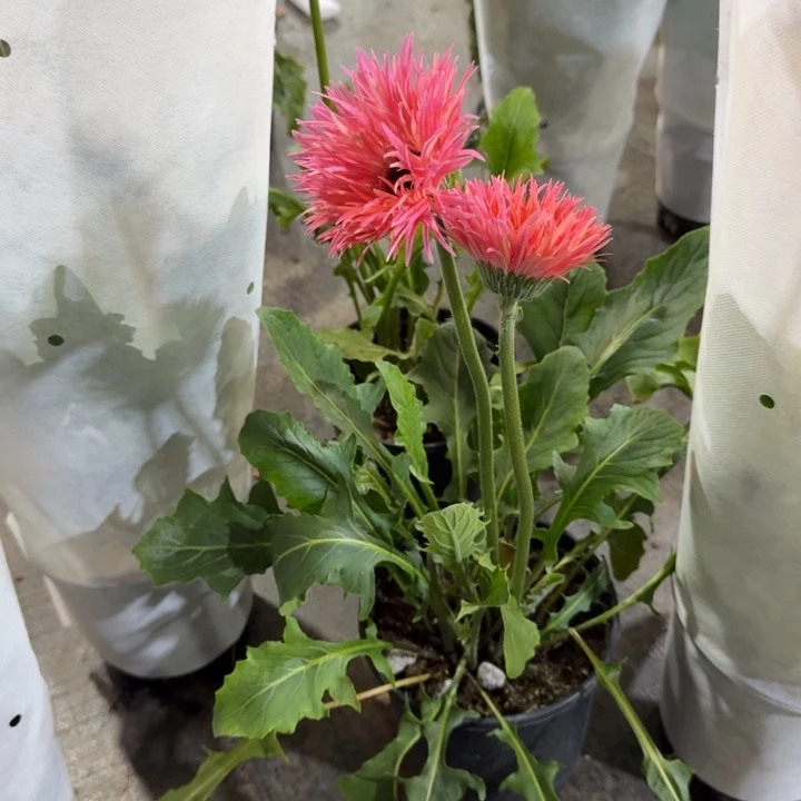 原盆原土一加仑非洲菊粉黛3号