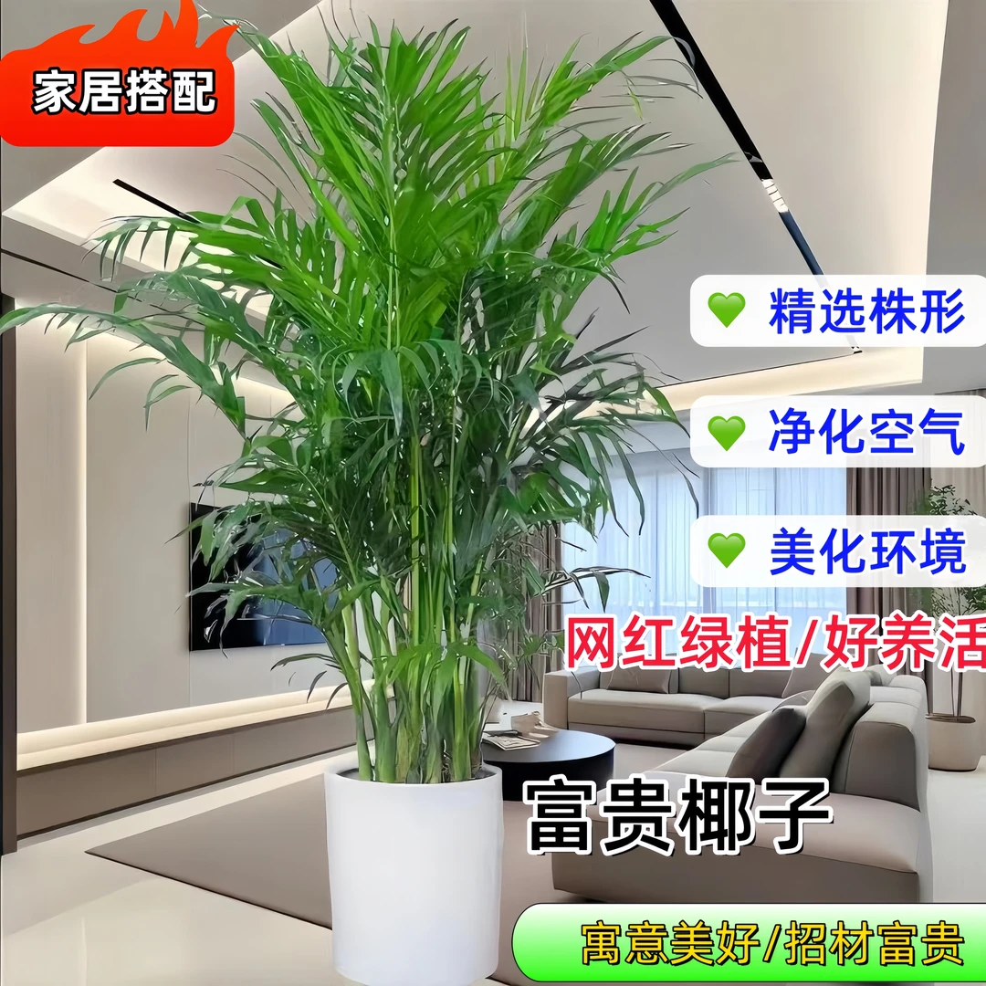 富贵椰子1.5-1.63米大型盆室内绿植凤尾竹植物四季客厅办公室