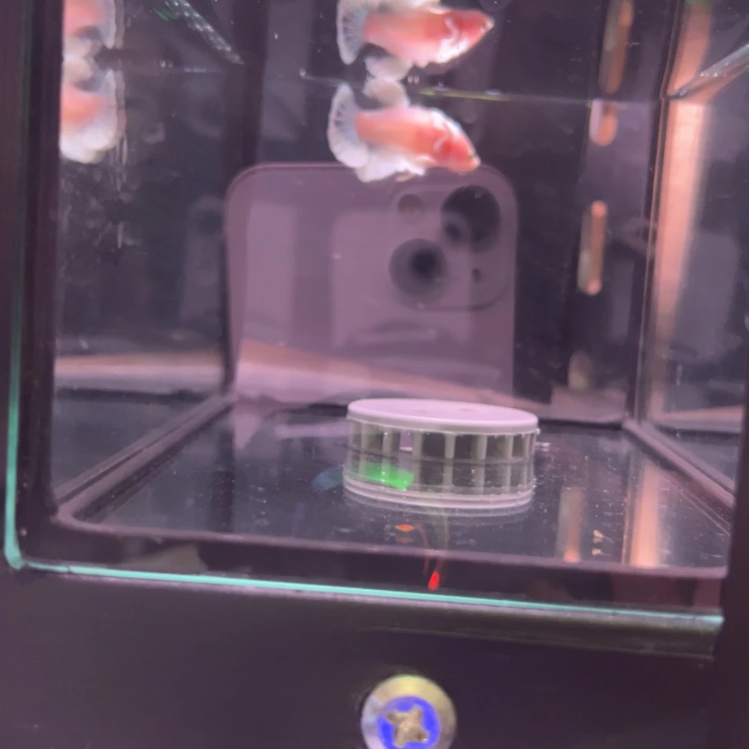 斗鱼泰国斗鱼64号