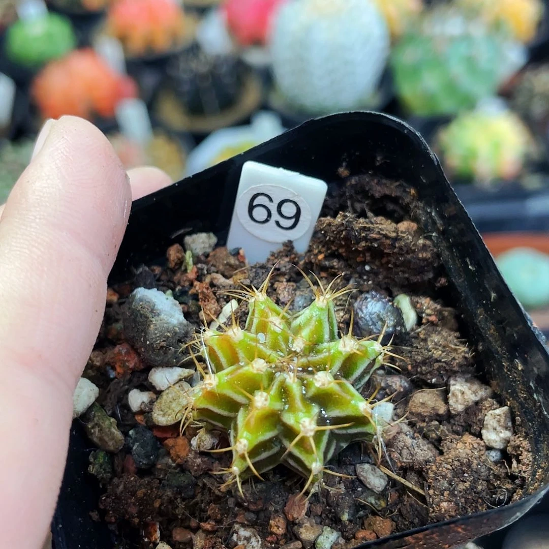 非偏远地区满25包邮仙人球裸根