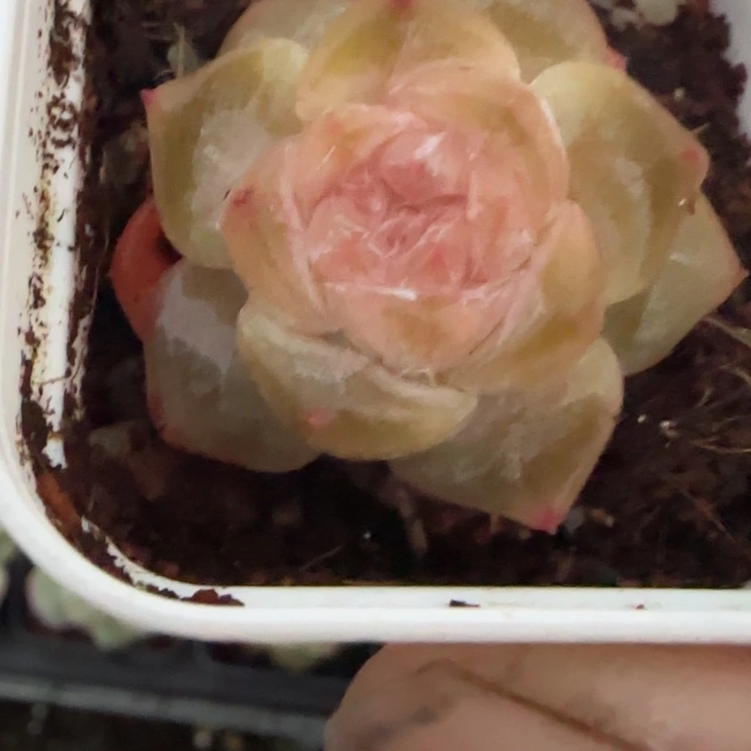 小卡拉米糖心一物一拍