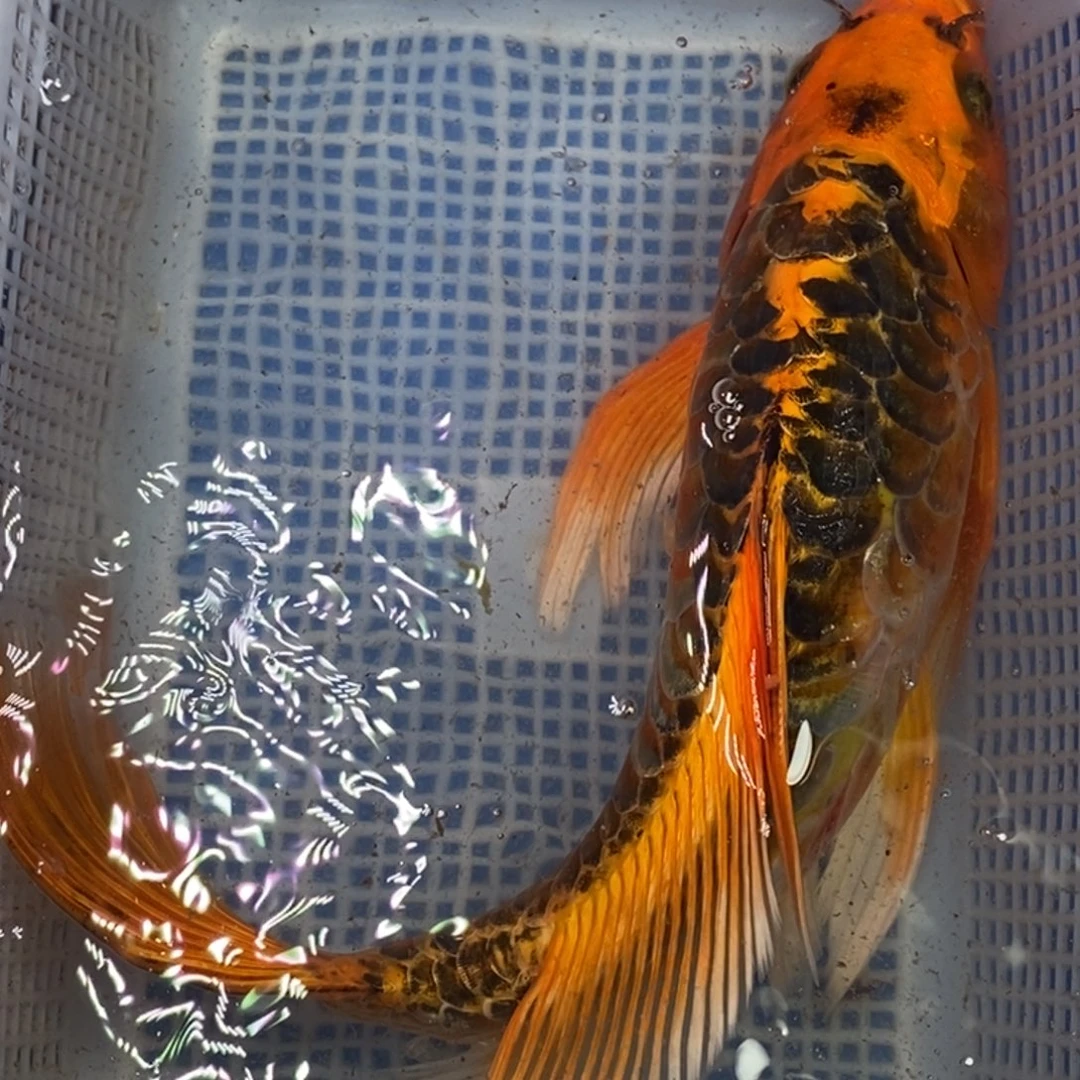 锦鲤冷水锦鲤包邮