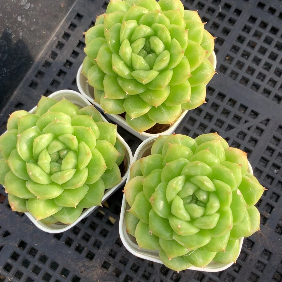 1109-53 套餐一组