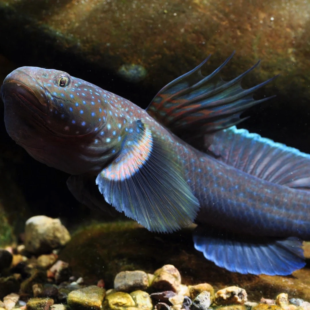 短棘缟虾虎鱼淡水观赏鱼冷水原生鱼大尺寸京东快递