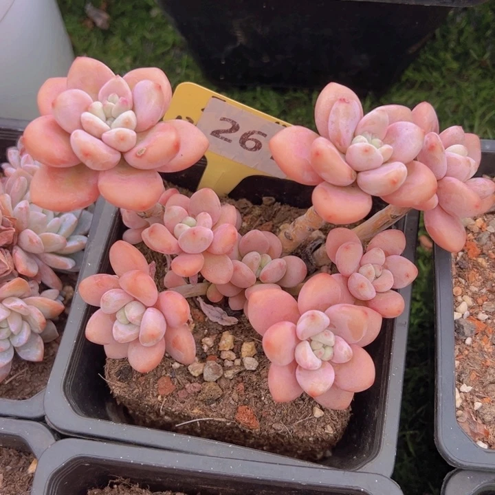 健健康康平平安安