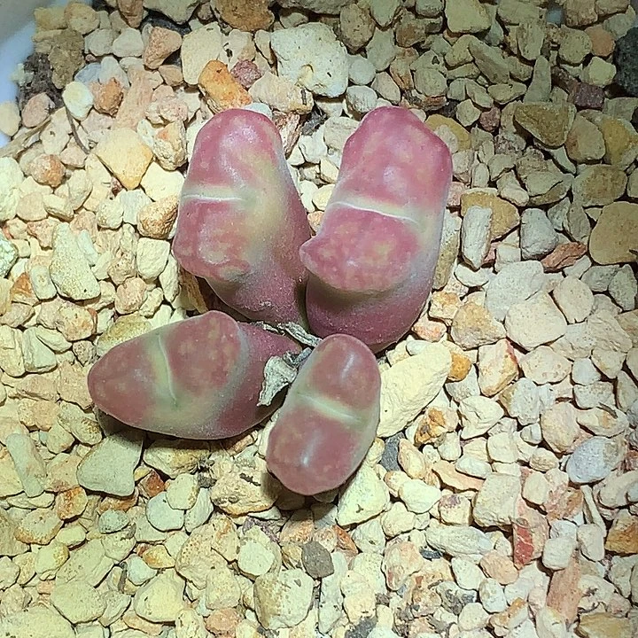 精品多肉植物杂交系列