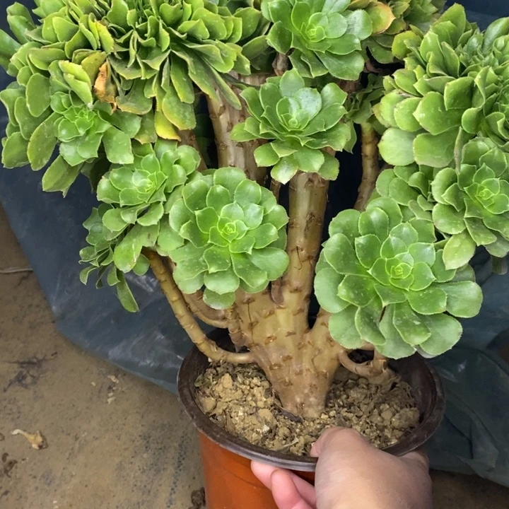 绿玫瑰缀3多肉植物法师法师